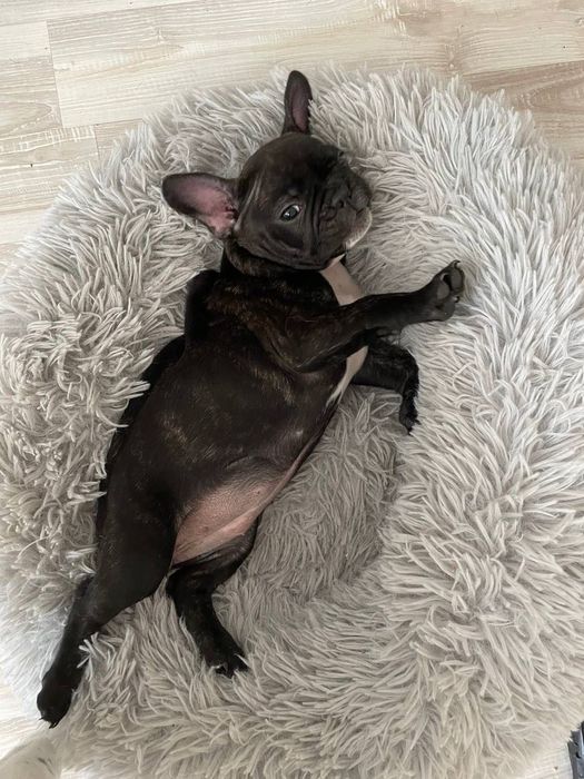 Продаются Щенки Французских Бульдогов