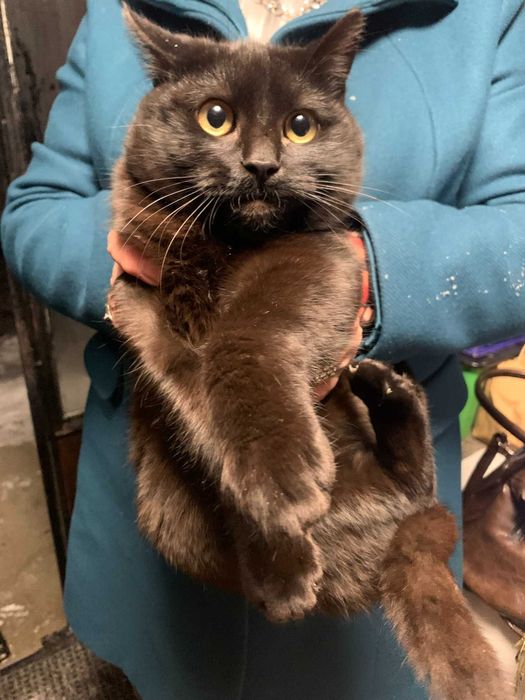 Подаряваме котенца