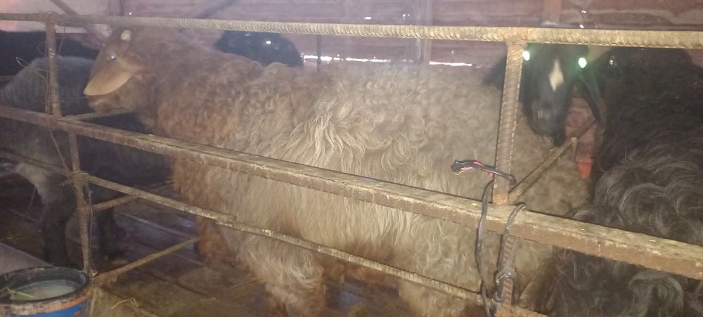 Qo'chqorlar  sotiladi