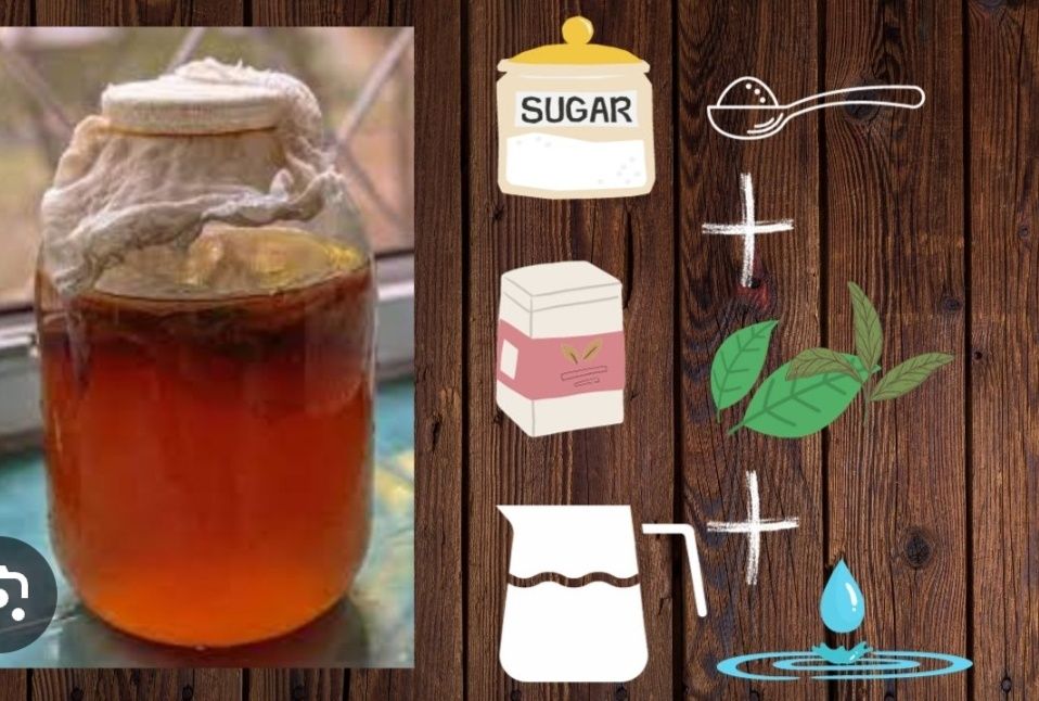 Продаю Чайный гриб