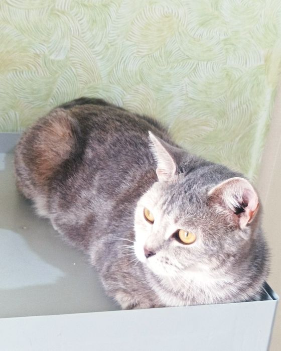 Красавица  и умница