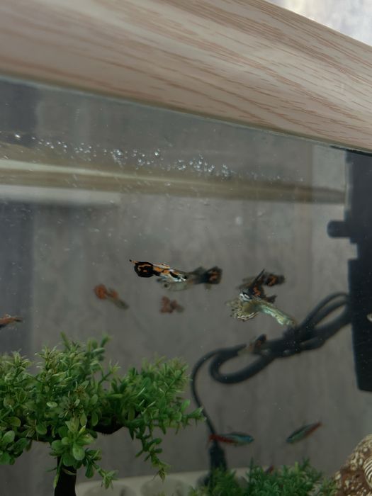 Продам рыбок гуппи и неоны