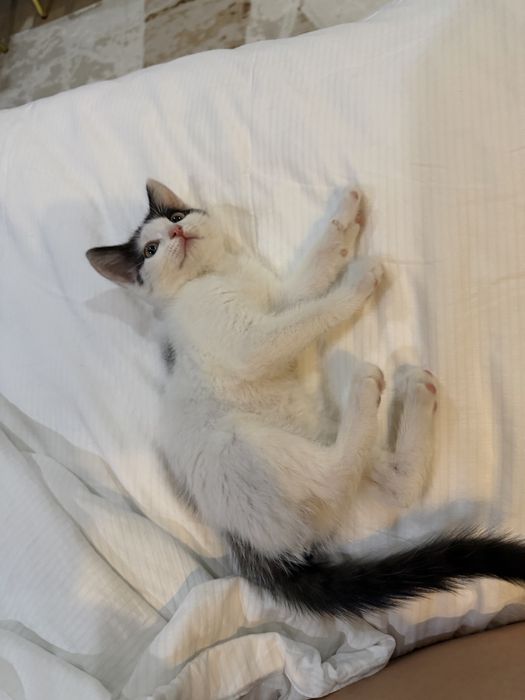 Отдам котенка в добрые руки