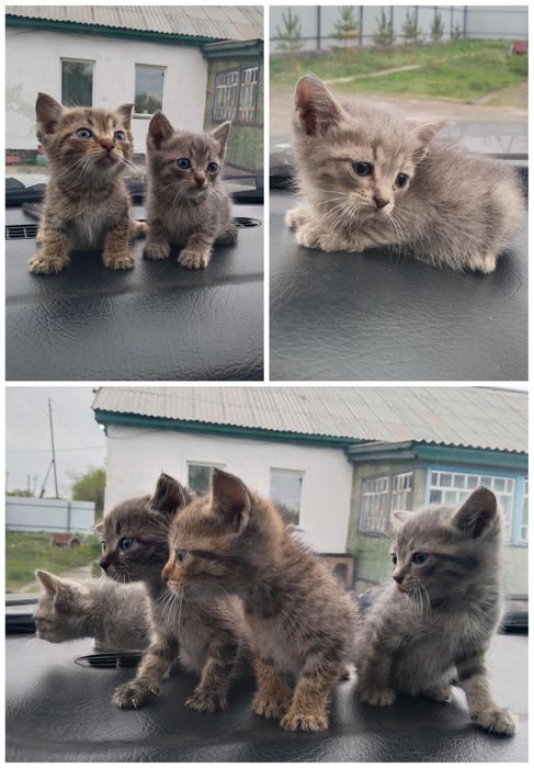 Дарю Котят! В добрые руки.