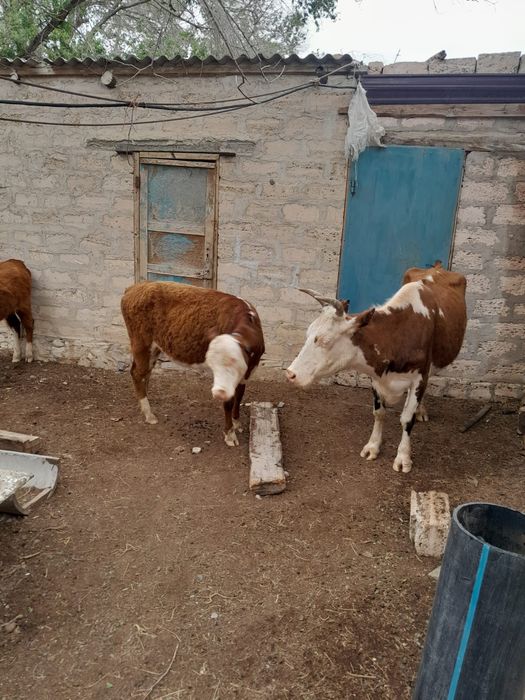 Бұзылуы сиыр, қашар, сиыр сатылады.