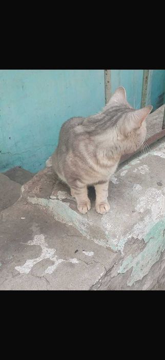 Котику очень нужен дом!