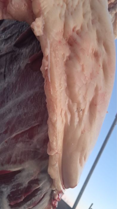 Продам 9 голов құнан 2 летки