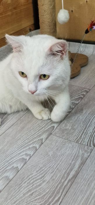Белый котик Вольтер ищет семью!