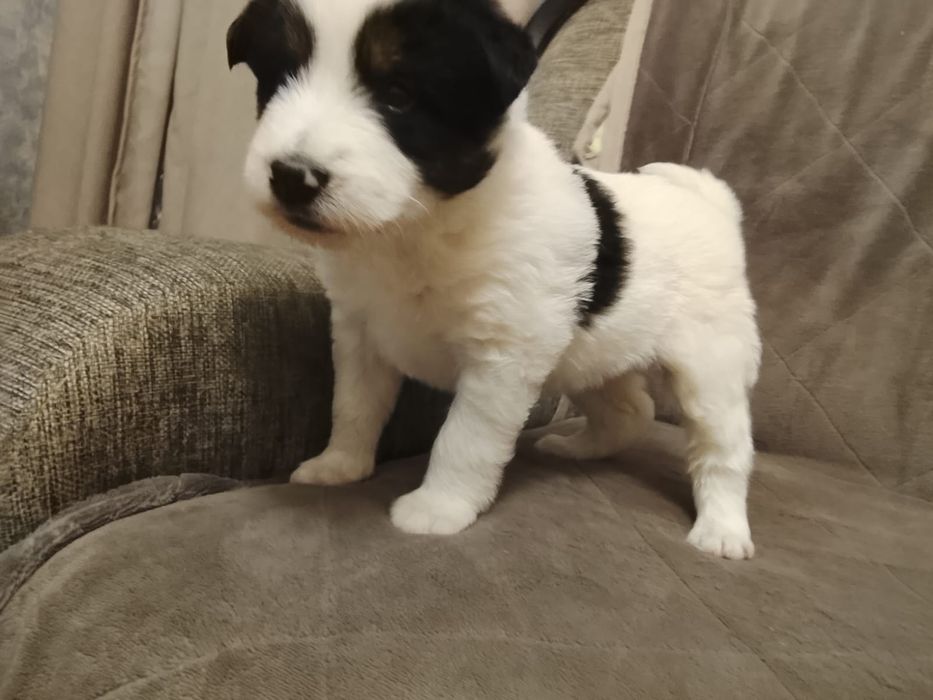 Щенятки Дворянины малышня