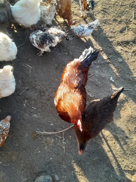 Продаются петухи