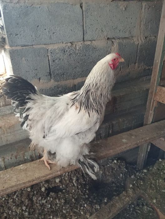 Куры петухи брама