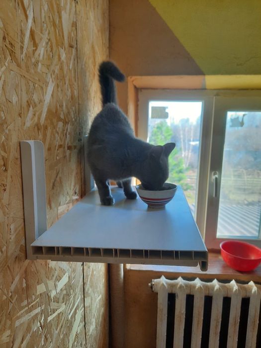 Добрая кошечка в добрые руки!