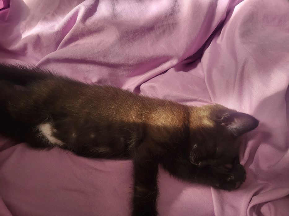 Отдам в добрые руки котёнка