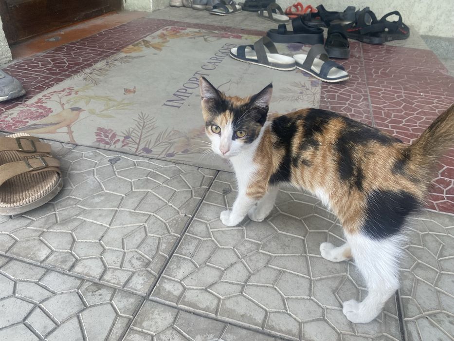 Котята Отдам в добрые руки