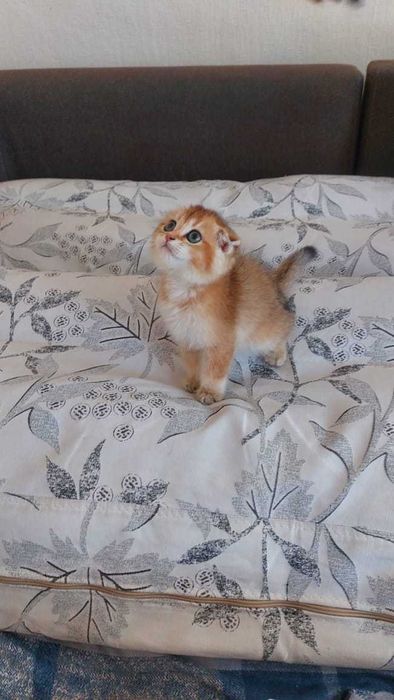 Шикарные Шотландские котята