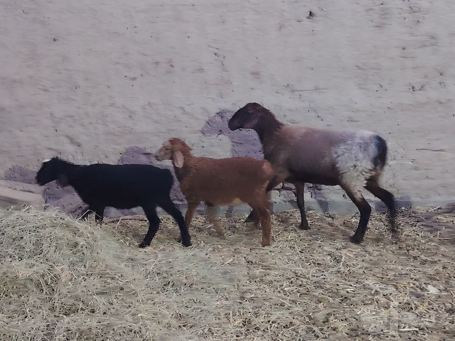 2 болали ёш куйлар сотилади.