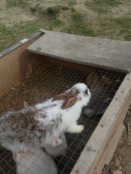 кролик крольчата