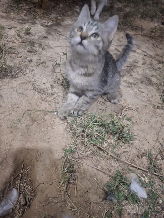 Котята, без породы. Девочка и мальчик.