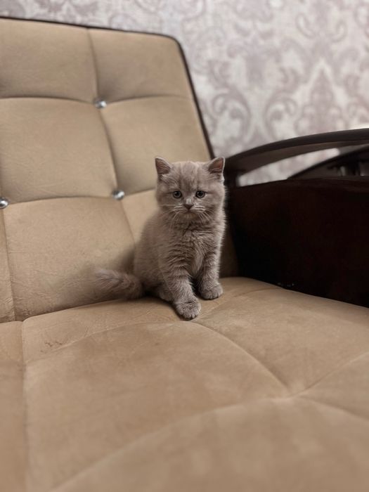 От правильной вязки продается котенок скоттиш страйт