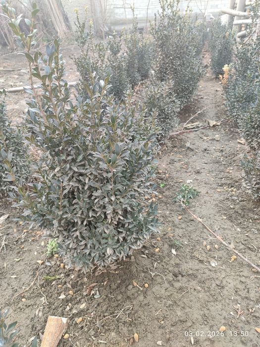 Куш тили шамшод сотилади