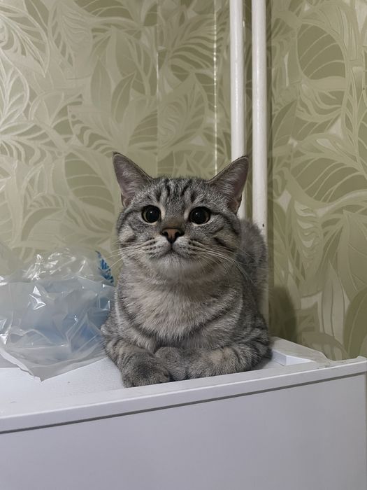 Отдам кота в хорошие руки