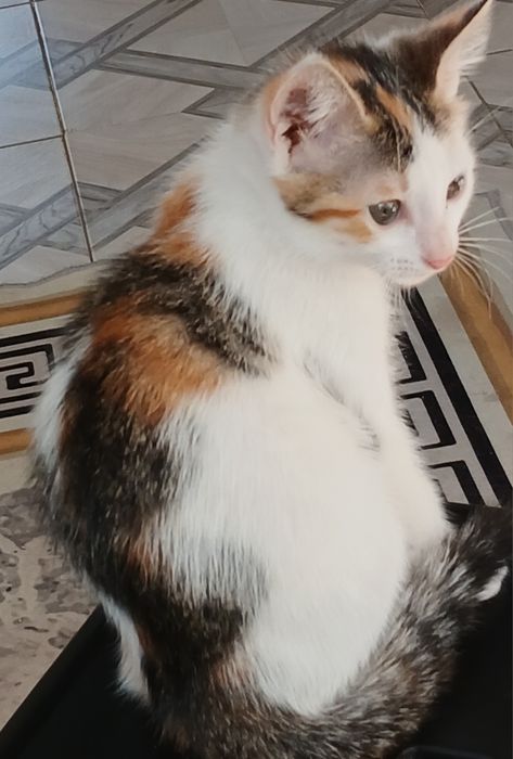 Девочки трехцветочки в дар