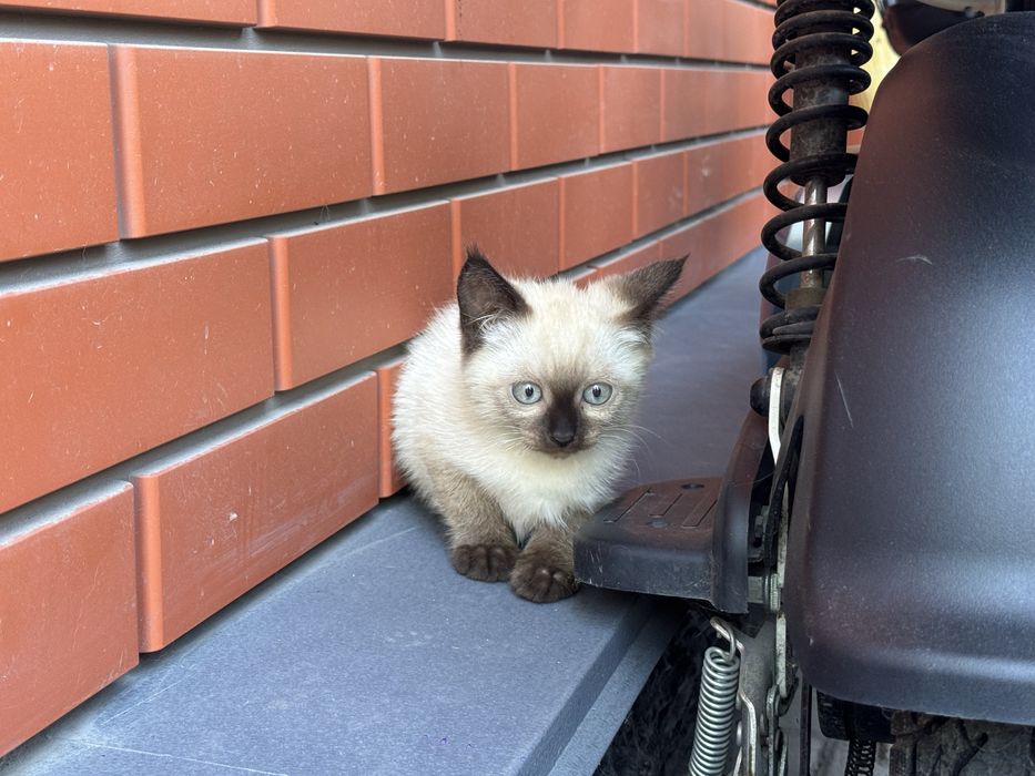 Отдам котят в добрые руки