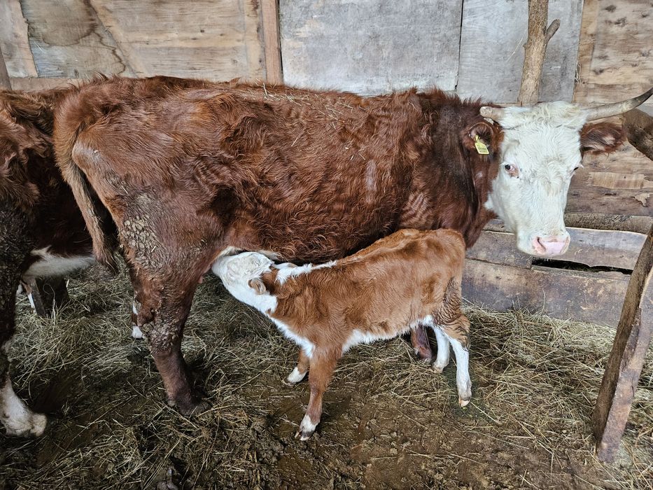 Продаются коровы белоголовые