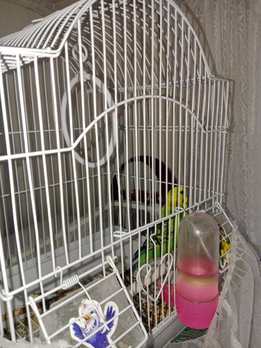 Продам Волнистого попугая