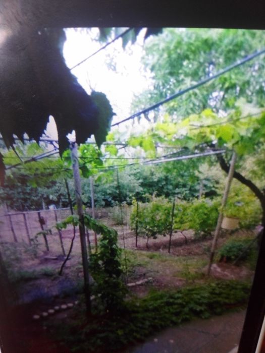 Овощна градина под наем. Свищов, кв. Рилите.