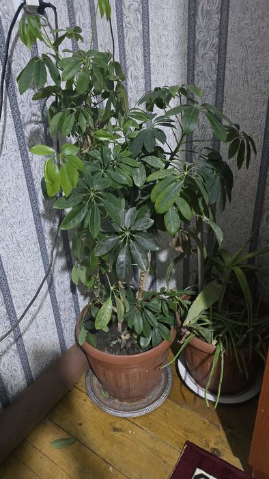 Xonaki tuvakda Gullar