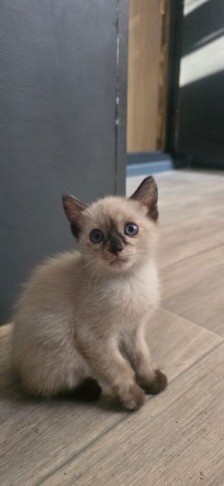 Отдам в добрые руки