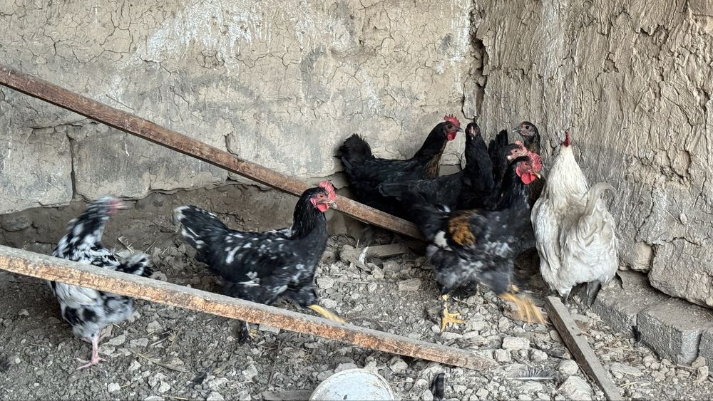 Қазақы тауықтар сатылады. 1 штук 5000