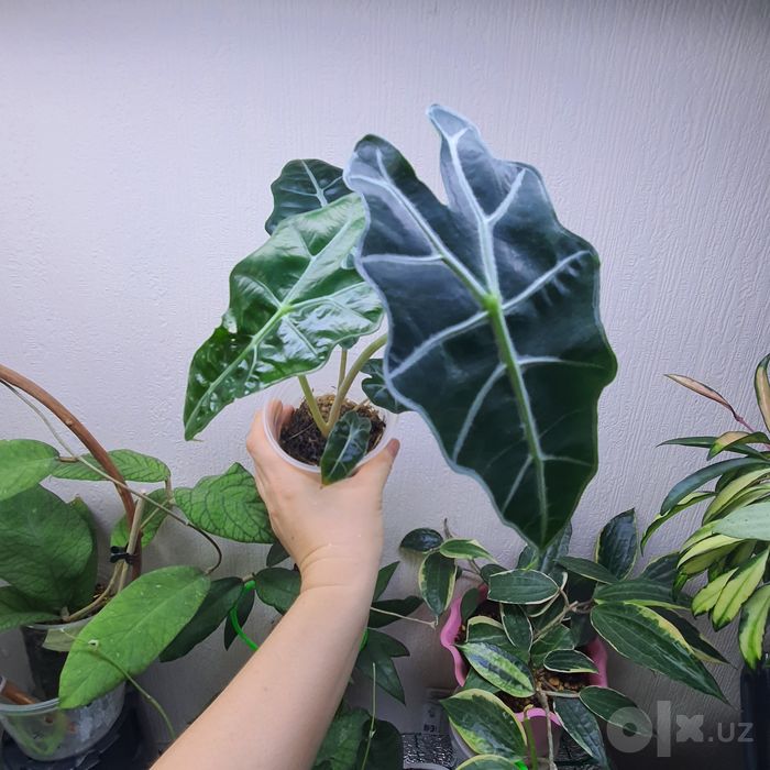 Алоказия бамбино и полли