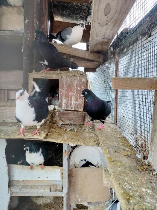 Jucătorii de Galați Morișcari Căzători Originali