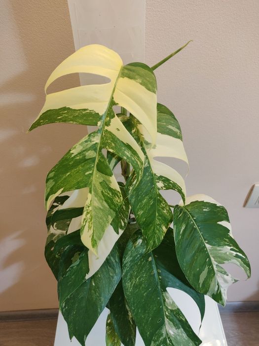 Эпипремнум Пиннатум