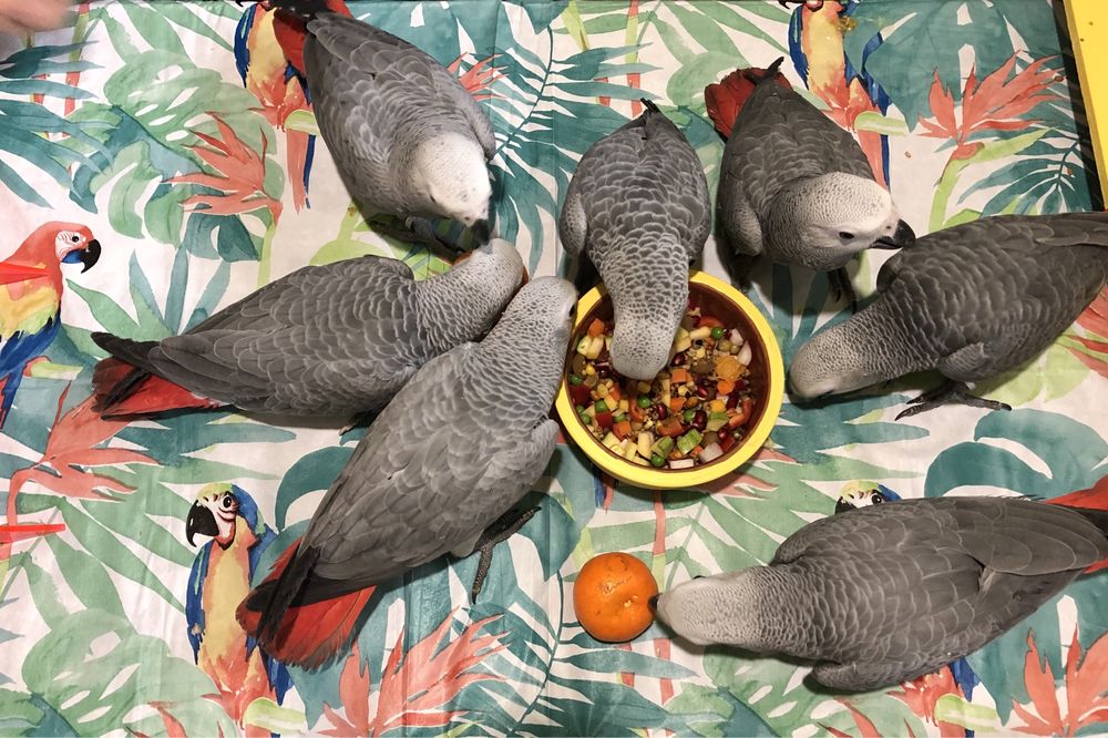 Папагали Жако-Конго