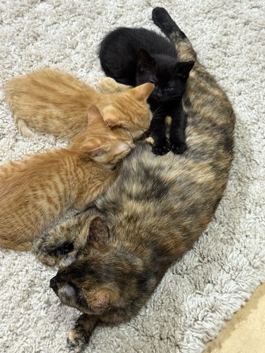 Котята ищут дом