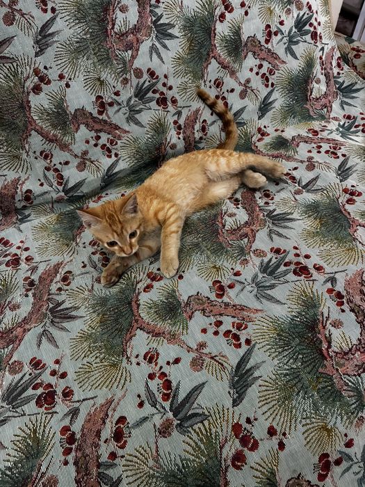 Котенок 4 месяца бесплатно