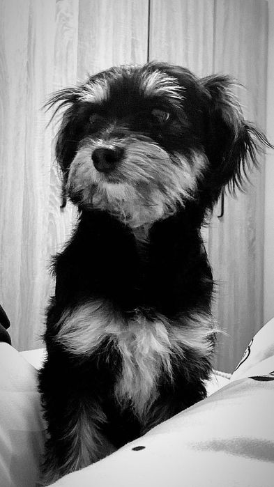 Dau spre adopție un câine