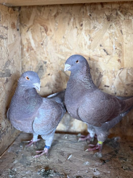 Vând sau schimb porumbei americani (agh)