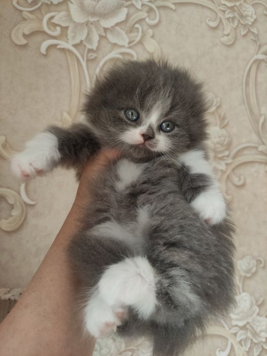 Распродажа! Вислоухий малыш!