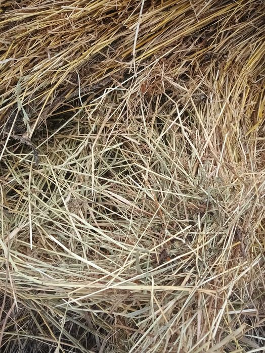 Vând baloti de paie,de orzoaica si fân