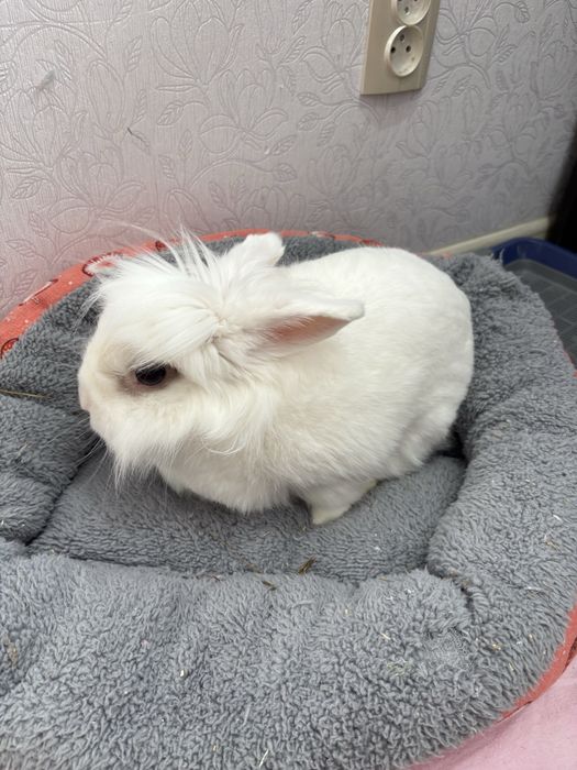 Отдам даром кролика