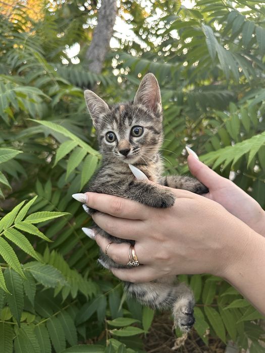 Отдам кошечку в добрые руки