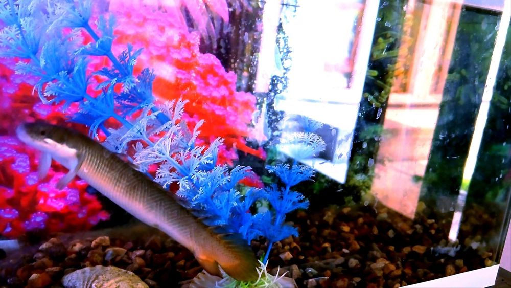 Baliqlar sotiladi akvarium bilan