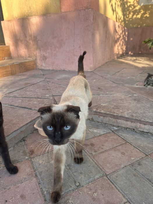 Кашка с котятами