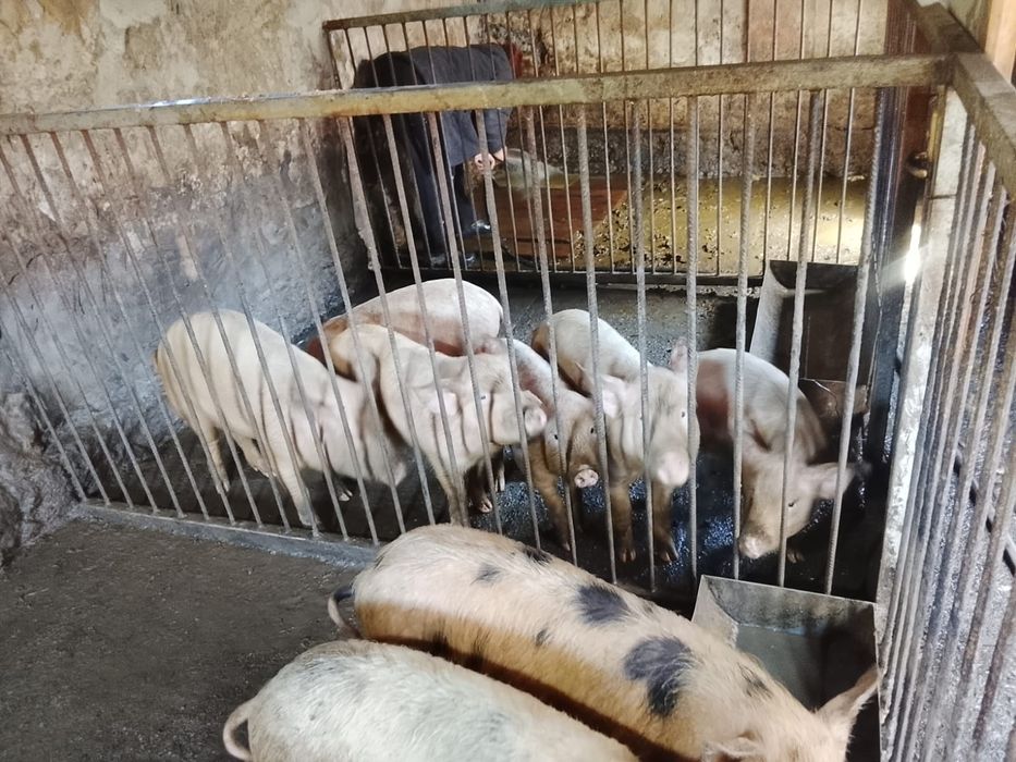 В продаже поросята