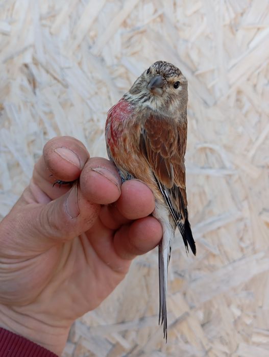 Продам выдержанную птицу