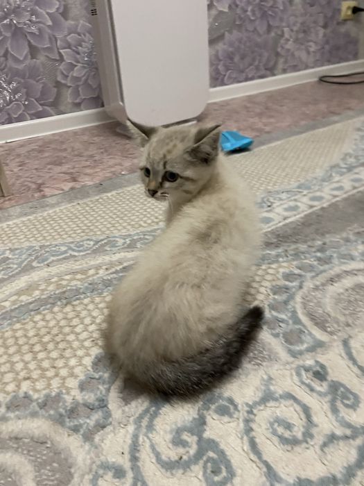Отдам в добрые руки котят